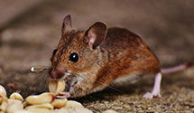 24 Hour & Emergency Exterminators in Overbrook, NJ